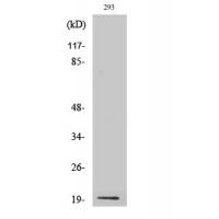 Probetacellulin Polyclonal Antibody