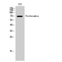 Prothrombin Polyclonal Antibody