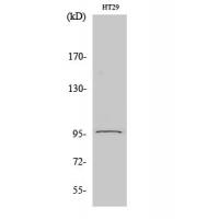 PSMD2 Polyclonal Antibody