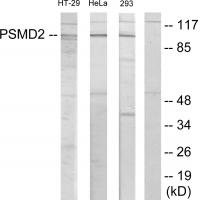 PSMD2 Polyclonal Antibody