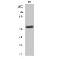 PTEN Polyclonal Antibody