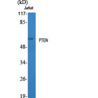 PTEN Polyclonal Antibody