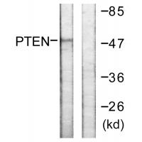 PTEN Polyclonal Antibody