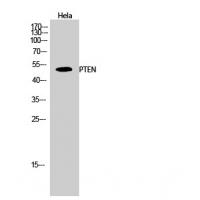 PTEN Polyclonal Antibody