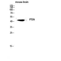 PTEN Polyclonal Antibody