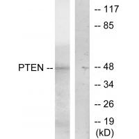 PTEN Polyclonal Antibody