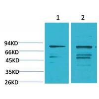 PI3 Kinase p85α Polyclonal Antibody