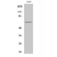 Paxillin Polyclonal Antibody