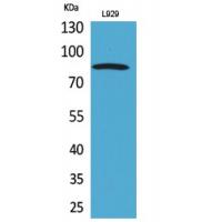 PDGFR-α Polyclonal Antibody