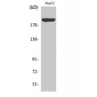 PDGFR-α Polyclonal Antibody