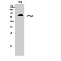 PAKα Polyclonal Antibody