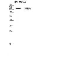 PARP-1 Polyclonal Antibody