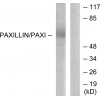 Paxillin Polyclonal Antibody