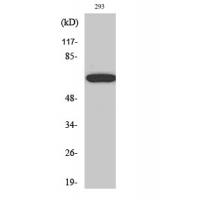 Paxillin Polyclonal Antibody