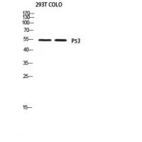 p53 Polyclonal Antibody