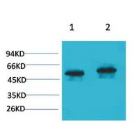 p53 Polyclonal Antibody