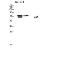 p57 Polyclonal Antibody