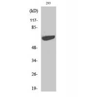 p70 S6 kinase α Polyclonal Antibody