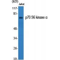 p70 S6 kinase α Polyclonal Antibody