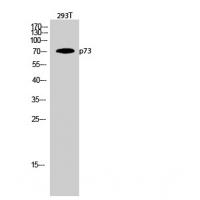 p73 Polyclonal Antibody