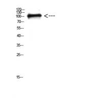 p120 Polyclonal Antibody