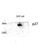 p27 Polyclonal Antibody