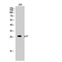 p27 Polyclonal Antibody