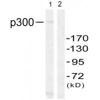 p300 Polyclonal Antibody