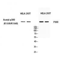 p300 Polyclonal Antibody