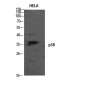 p38 Polyclonal Antibody