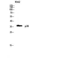 p38 Polyclonal Antibody