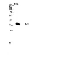 p38 Polyclonal Antibody