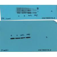 p38 Polyclonal Antibody