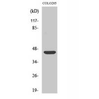 p47-phox Polyclonal Antibody