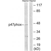 p47-phox Polyclonal Antibody