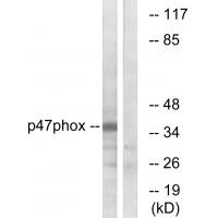 p47-phox Polyclonal Antibody