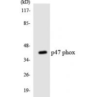 p47-phox Polyclonal Antibody