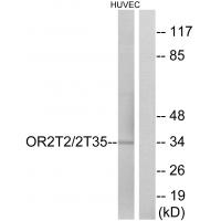 Olfactory receptor 2T2/35 Polyclonal Antibody