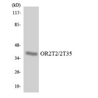 Olfactory receptor 2T2/35 Polyclonal Antibody