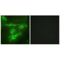 Ox40 Polyclonal Antibody