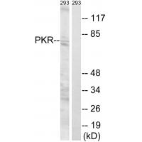 PKR Polyclonal Antibody