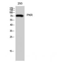 PKR Polyclonal Antibody