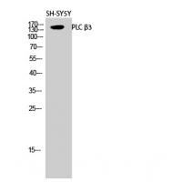 PLC β3 Polyclonal Antibody