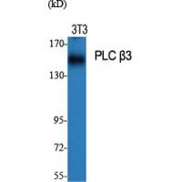 PLC β3 Polyclonal Antibody