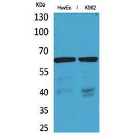 OAT1 Polyclonal Antibody