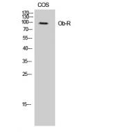 Ob-R Polyclonal Antibody