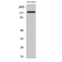 Ob-R Polyclonal Antibody