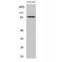 Oct-1 Polyclonal Antibody