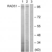 Oct-1 Polyclonal Antibody