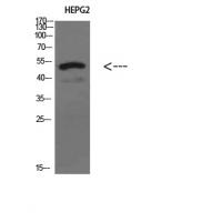 Oct-3/4 Polyclonal Antibody